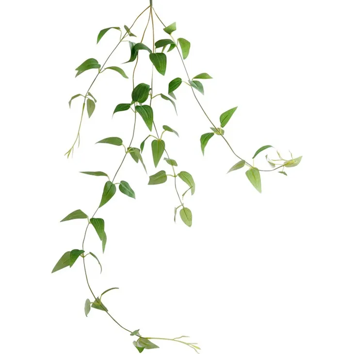 clematis leaf hanging plant